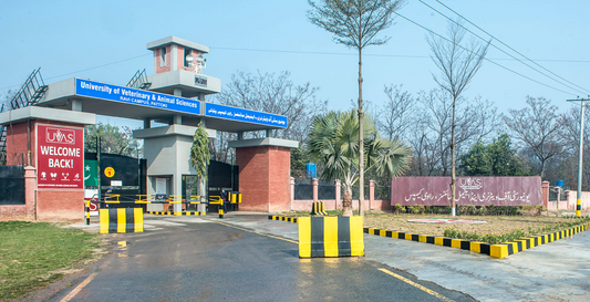 Veterinary University Pattoki